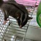 モモンガ 4匹