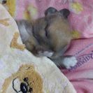 うさぎの赤ちゃん