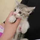 薄いグレーの男の子 - 猫