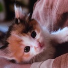 生後一ヶ月の三毛猫です。