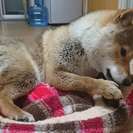 １歳、オス柴犬です