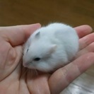 ジャンガリアンハムスターの里親募集