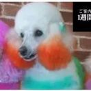 　犬しつけ訓練士，トリマー養成スクール 長野ビジネスペット学院
