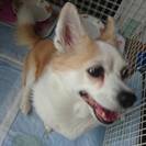 2007年産まれ　コーギーとチワワのMIX犬　女の子です。