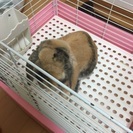 うさぎの里親募集中