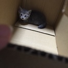 至急！おとなしい子猫ちゃんです！ - 四日市市
