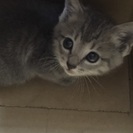 至急！おとなしい子猫ちゃんです！ - 猫