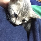 至急！おとなしい子猫ちゃんです！ − 三重県