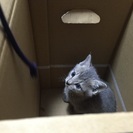至急！おとなしい子猫ちゃんです！ - 里親募集