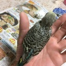 セキセイインコ手乗り雛 - 鶴岡市