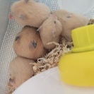 キンクマハムスターあと1匹🐹 - 名古屋市