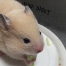 キンクマハムスターあと1匹🐹 - その他