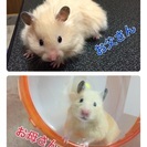 キンクマハムスターあと1匹🐹 - 里親募集