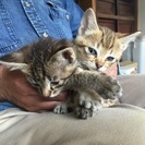 2匹の子猫ちゃんが家族を探してます - 藤沢市