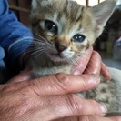 2匹の子猫ちゃんが家族を探してます - 猫