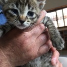 2匹の子猫ちゃんが家族を探してます − 神奈川県