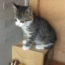 子猫の里親を急募