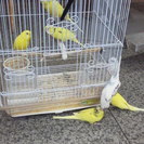 セキセイインコ貰ってください