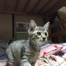 生後3カ月の子猫のオスの里親募集