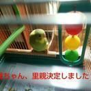 セキセイインコの里親様募集です。