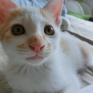 ４月１４日生まれ、野良猫のお腹が小さくなった日です。二ヶ月の仔猫...