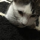 3歳のメスニャンコです