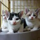 可愛い甘えたな赤ちゃん猫を貰って！