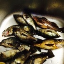 海釣り友達募集