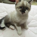 受け付けを一時停止します。シャムミックスの子猫