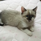 受け付けを一時停止します。シャムミックスの子猫 - 春日井市