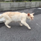 保護してくださる方探しています。