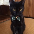 緊急募集！！1歳の女の子
