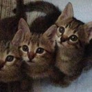 急募！子猫を可愛がって頂ける方を探しております