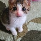 里親募集中です！