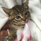 府中猫の会､美猫3兄妹出場〜♪