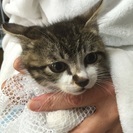 府中猫の会､美猫3兄妹出場〜♪ - 猫