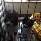 成猫の里親になってくれる方探してます。