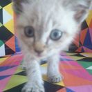 大分市　美猫を保護してます！（至急）
