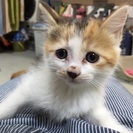 生後2ヶ月の三毛猫の女の子