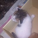 産まれたばかりの子猫、その2