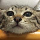 野良猫の仔猫里親様再募集