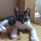 里親募集