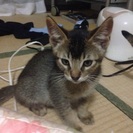 猫の里親募集