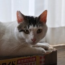 府中猫の会、スリゴロ添い寝しまくり、コジローくん！の画像