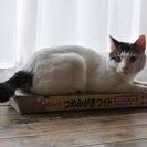 府中猫の会、スリゴロ添い寝しまくり、コジローくん！ - 府中市