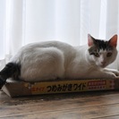 府中猫の会、スリゴロ添い寝しまくり、コジローくん！ - 猫
