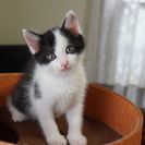 生後1.5か月、かわいい白黒牛柄の男の子、すてきなご夫婦に里親に...