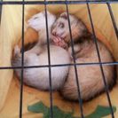 フェレット２匹の里親募集しています‼ - 八王子市
