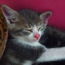 子猫オス3匹