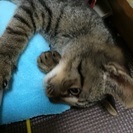 商談中の為ストップします - 猫